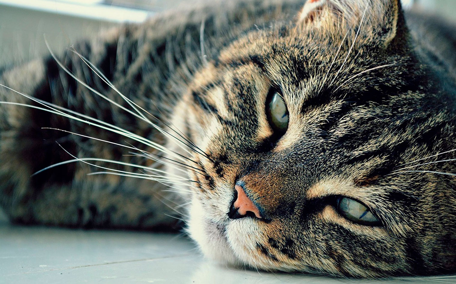 Paraziții intestinali la pisici și metode de deparazitare