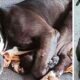 Respins din cauză că era considerat agresiv, un Pitbull adorabil este adoptat de o nouă familie!