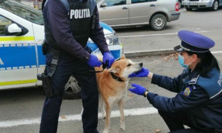 Rezultate modeste în Timiș pentru Poliția Animalelor. Câte intervenții a avut în 2021