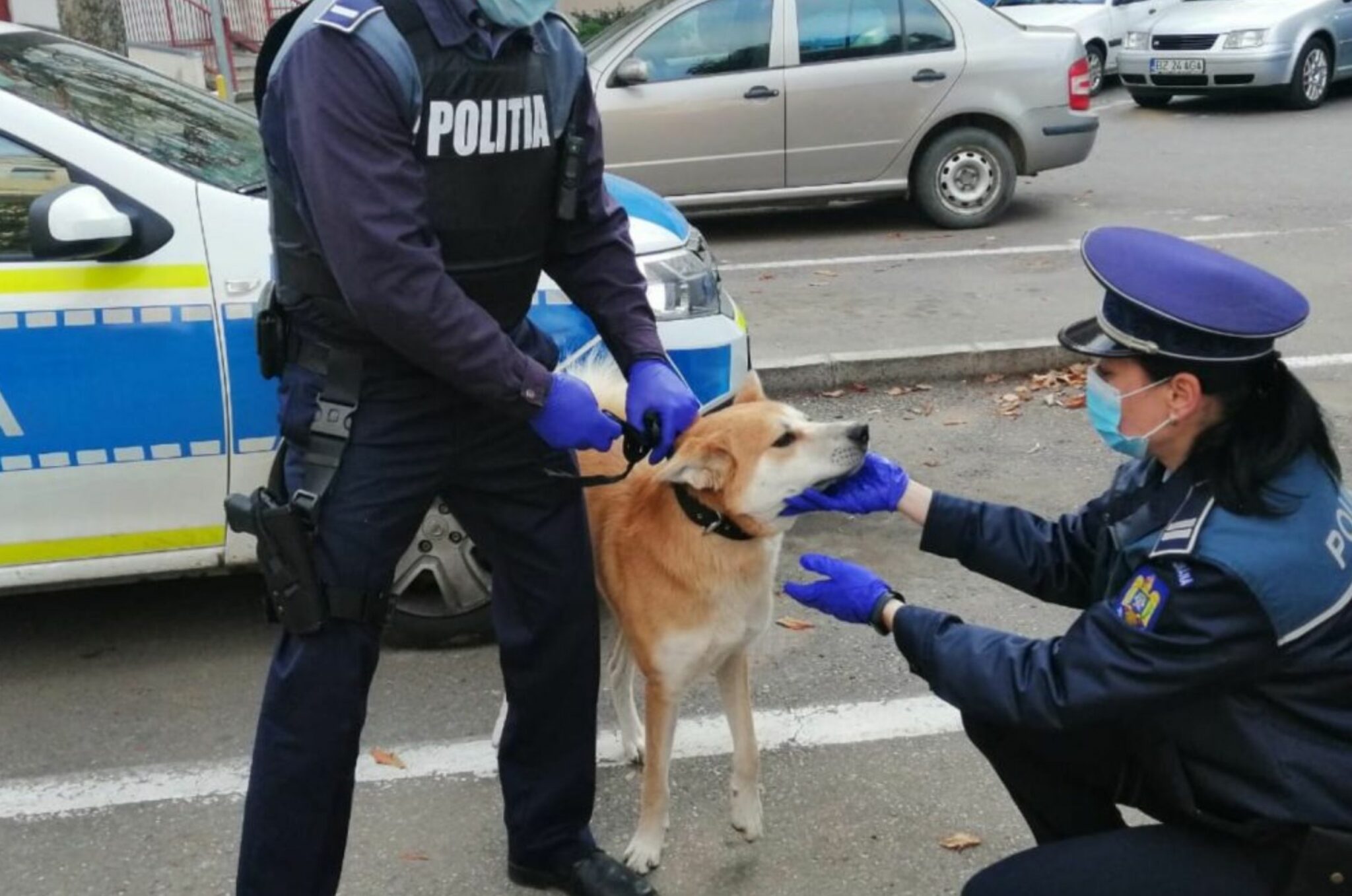 Rezultate modeste în Timiș pentru Poliția Animalelor. Câte intervenții a avut în 2021