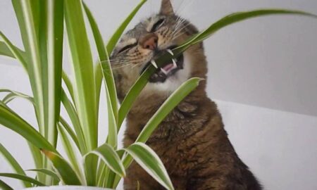 Atenție la plantele pe care le aveți în casă! Sfat important pentru proprietarii de pisici