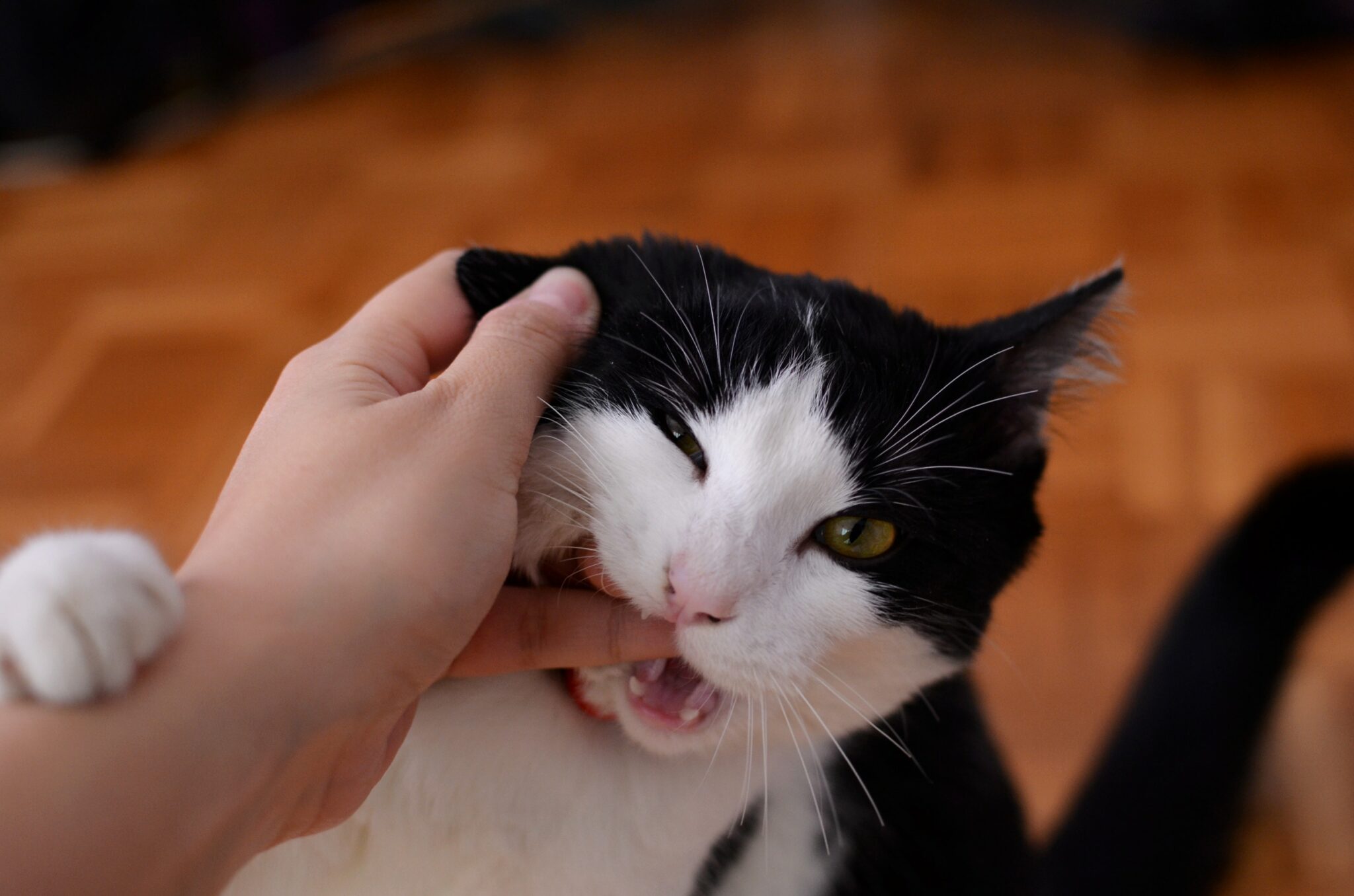 Ce înseamnă când pisica ta te mușcă dacă o mângâi câteva secunde