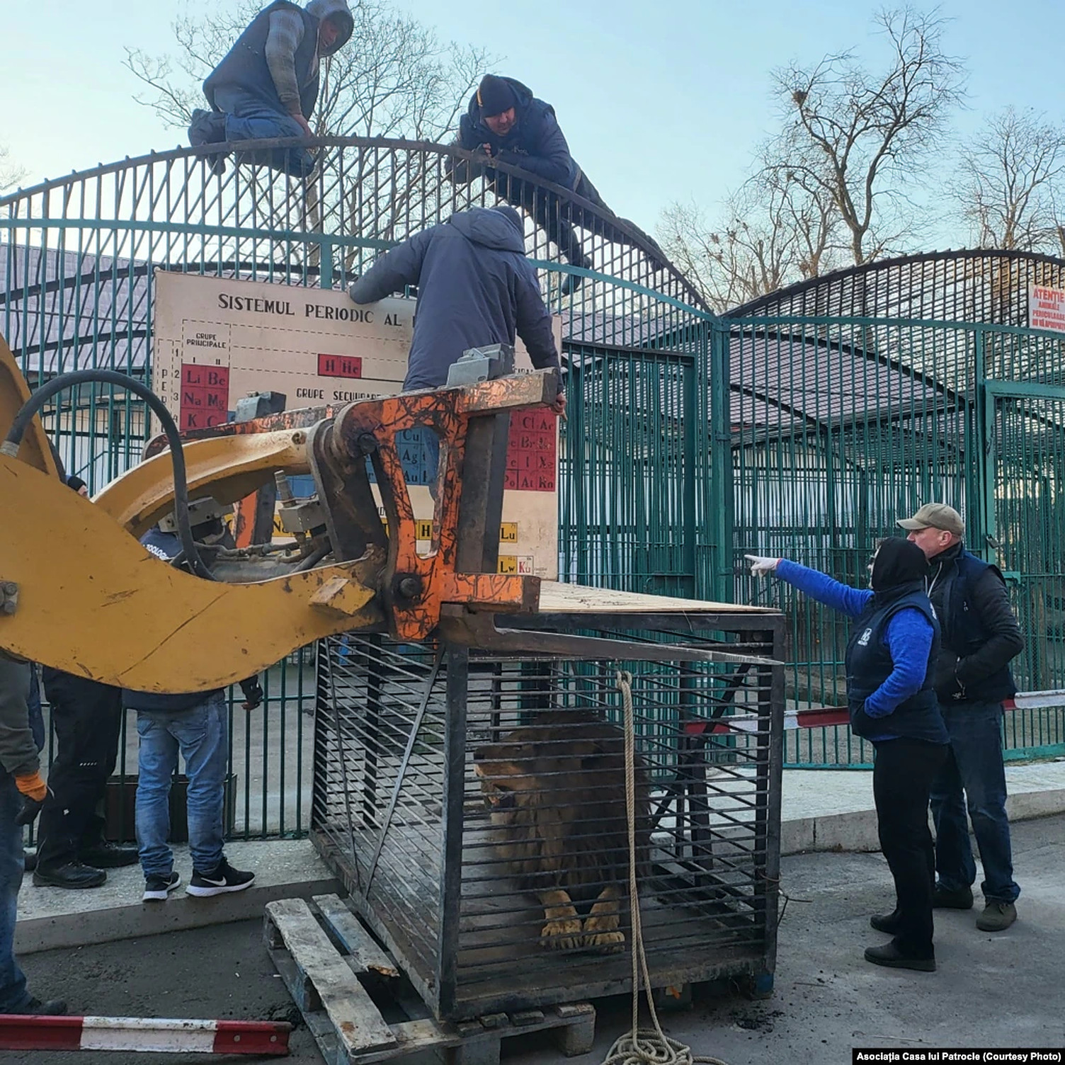 Leul Simba a fost adus în România din Ucraina. Asociația Casa lui Patrocle salvează animalele de la zoo