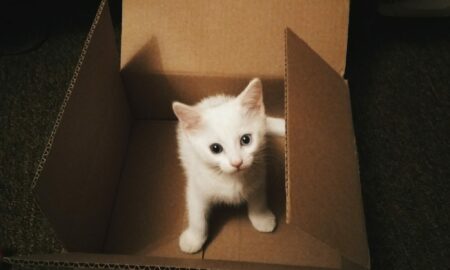 Pisicile, atracție irezistibilă pentru cutii