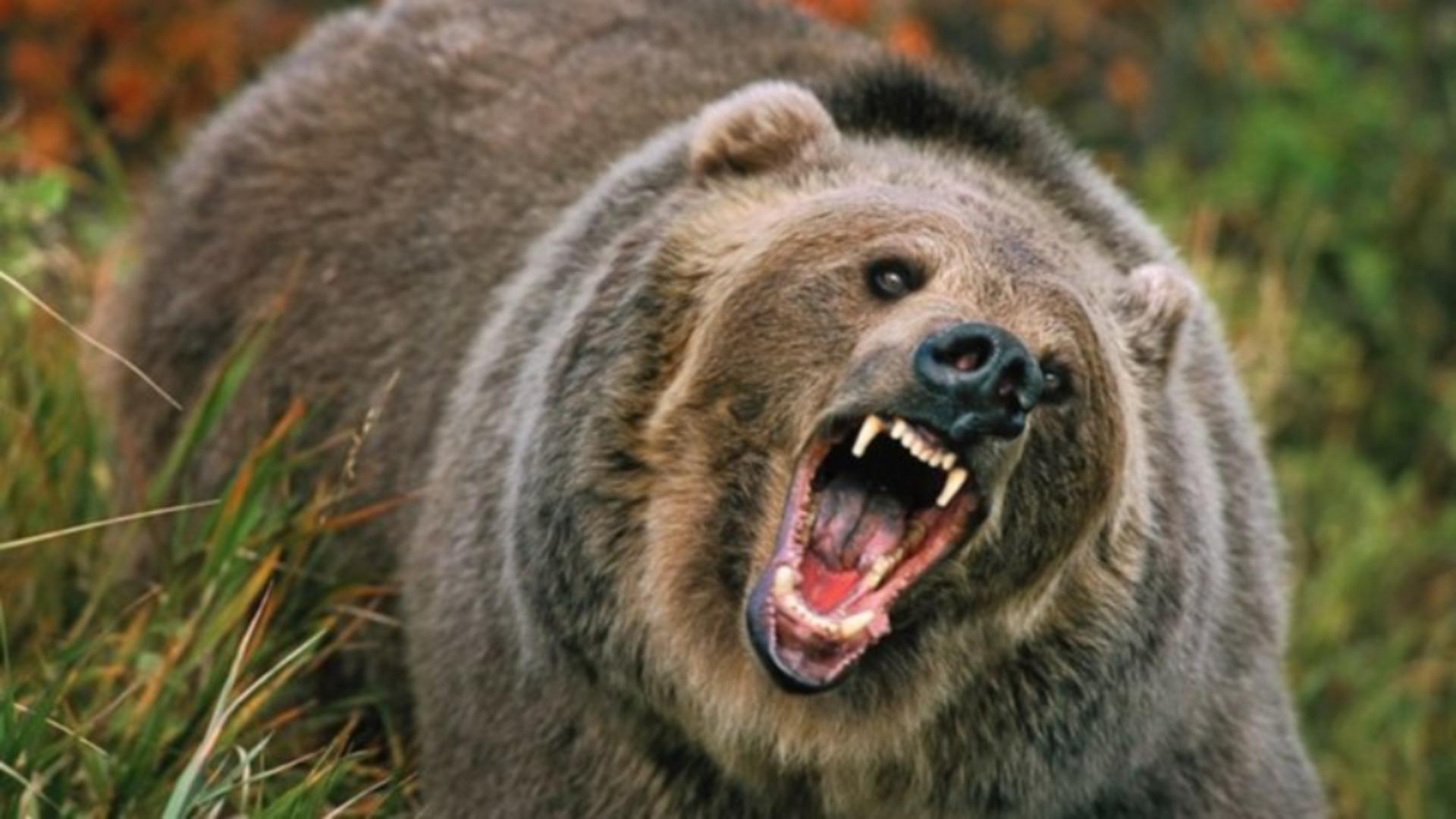 Urșii atacă în Prahova. „Salvatorii” și-au făcut apariția la 40 de minute după apelul la 112