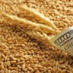 Prețul grâului a explodat după ce India s-a răzgândit. G7 reacționează !