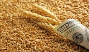 Prețul grâului a explodat după ce India s-a răzgândit. G7 reacționează !
