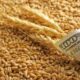 Egiptul, cel mai mare importator de grâu românesc, refuză să mai importe grâu din UE și Rusia. Care este motivul