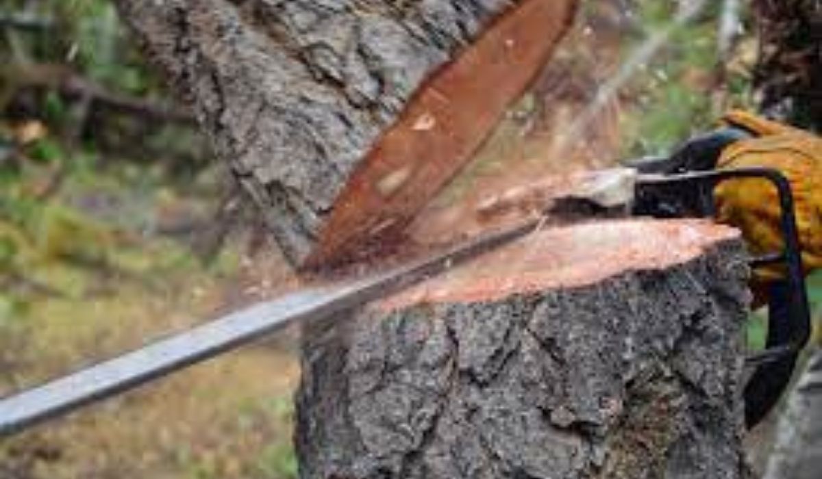 Ministrul Mediului Tánczos Barna se laudă. Pentru tăierile ilegale de arbori, s-a dublat numărul amenzilor 