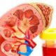 Un nou studiu dă peste cap convingerile privind “relația” dintre rinichi și sânge