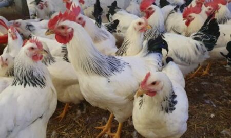 Olanda va sacrifica aproximativ 29.000 de pui, după ce a fost depistată o tulpină contagioasă de gripă aviară