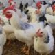 Olanda va sacrifica aproximativ 29.000 de pui, după ce a fost depistată o tulpină contagioasă de gripă aviară