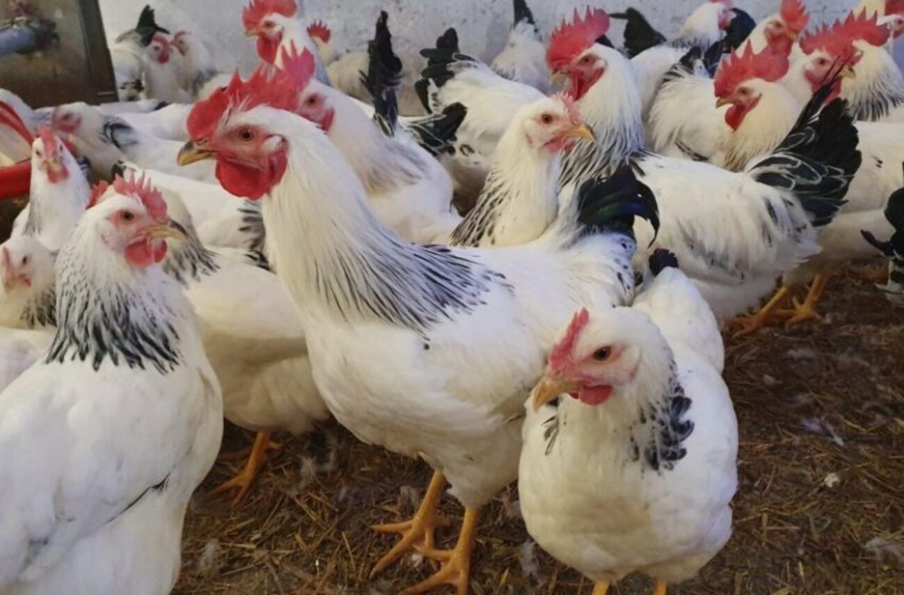 În timp ce lumea se confruntă cu coronavirusul și ”variola maimuței”, moldovenii au dat de gripa aviară