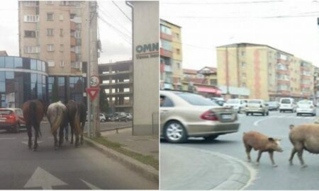 Amenzi usturătoare! Un oraș din România interzice creșterea animalelor și păsărilor. Care este acesta