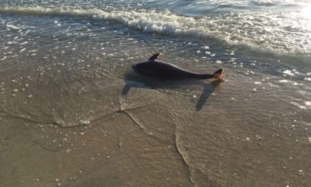 Zeci de delfini morți, la Sulina, într-o singură zi. Cercetătorii marini: Mor în chinuri, din cauza războiului