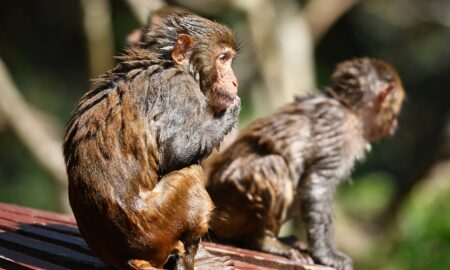 „Variola maimuței”, noua boală care poate ucide, a pus în alertă epidemiologii