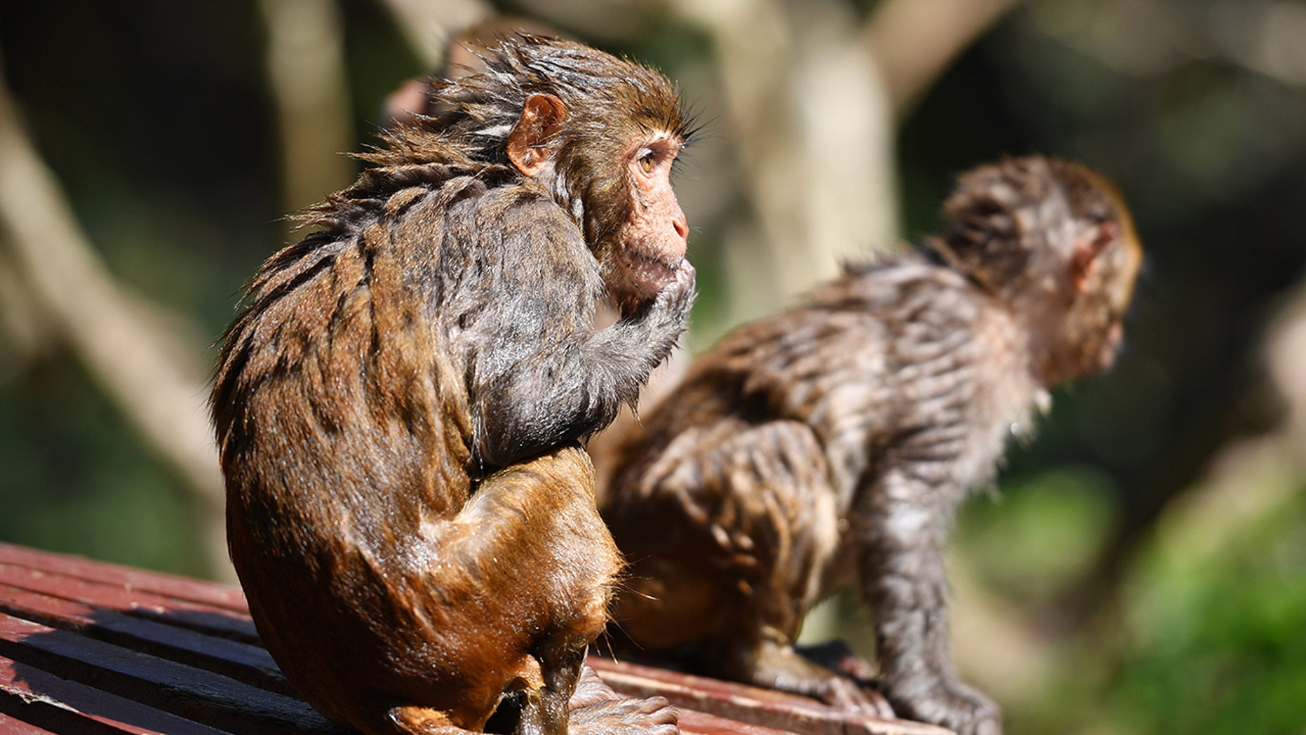 „Variola maimuței”, noua boală care poate ucide, a pus în alertă epidemiologii