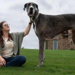 Cel mai înalt câine din lume, Zeus, a fost „încoronat” de Guinness World Records