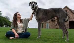 Cel mai înalt câine din lume, Zeus, a fost „încoronat” de Guinness World Records