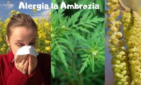 Ambrozia, buruiana care produce disconfort unui număr mare de români