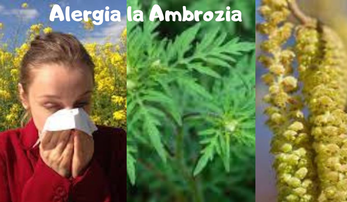 Ambrozia, buruiana care produce disconfort unui număr mare de români