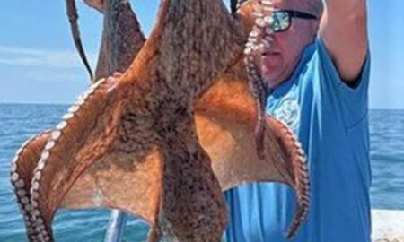 O caracatiță uriașă, cu „ventuze mari”, prinsă în apele britanice. Ce a făcut pescarul care a capturat-o