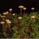 Primul stat care a permis utilizarea ciupercilor „magice” pentru tratarea depresiei. Se fac și cursuri pentru folosirea drogului