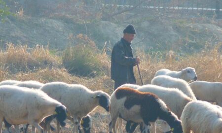 Ne pleacă toți ciobanii în străinătate, iar fermierii români angajează oieri din Bangladesh