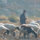 Ne pleacă toți ciobanii în străinătate, iar fermierii români angajează oieri din Bangladesh