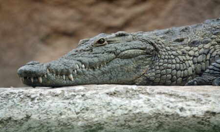 Ar putea crocodilul să dețină secretul pentru ca oamenii să trăiască până la 150 de ani ? Ce spun specialiștii