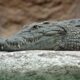 Ar putea crocodilul să dețină secretul pentru ca oamenii să trăiască până la 150 de ani ? Ce spun specialiștii