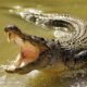 Un bătrân din Australia s-a bătut cu un crocodil. Instrumentul folosit în luptă este tigaia. Video