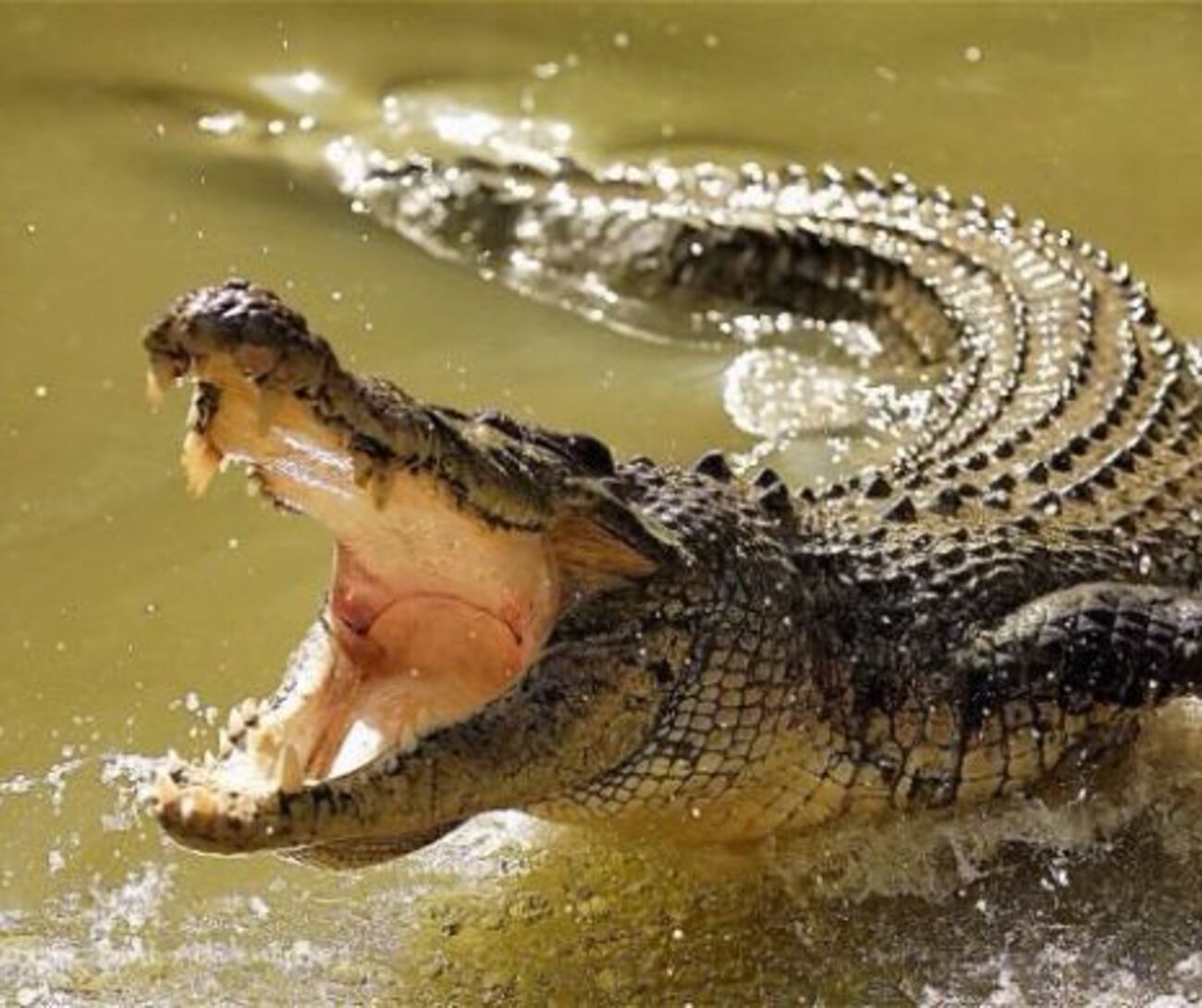 Un bătrân din Australia s-a bătut cu un crocodil. Instrumentul folosit în luptă este tigaia. Video