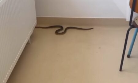 Panică în spitalul din Balș, județul Olt. Un șarpe se târa pe la picioarele pacienților