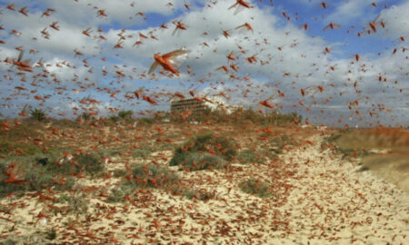 Lăcustele au atacat culturile agricole din Sardinia. Ele au ajuns cu o lună mai devreme decât anii trecuți