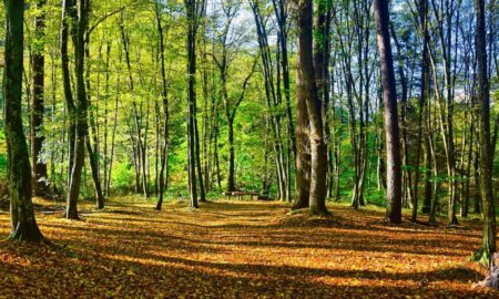 Pădure, sursa foto pixabay