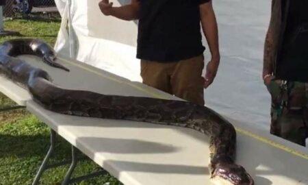 98 de kilograme și 5 metri. A fost prins cel mai mare piton din Florida, de înălțimea unei girafe