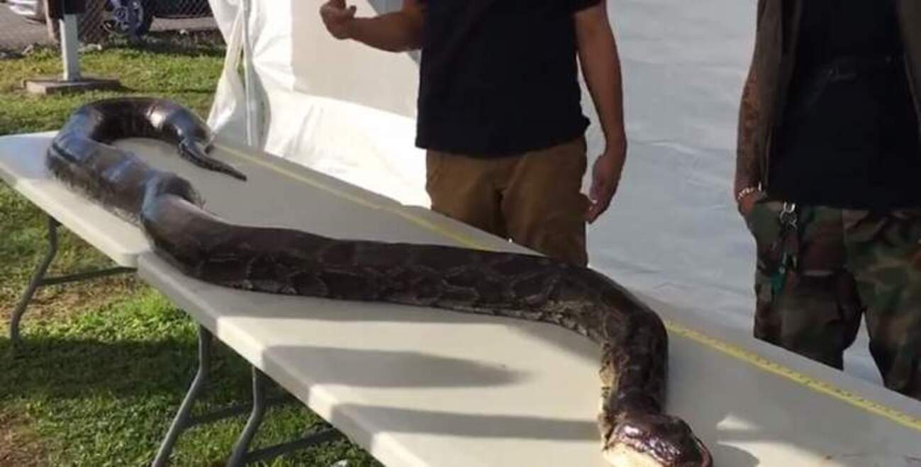 98 de kilograme și 5 metri. A fost prins cel mai mare piton din Florida, de înălțimea unei girafe