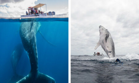 O balenă uriașă a urmărit zeci de minute turiștii dintr-o barcă. Ce a făcut pe parcursul călătoriei