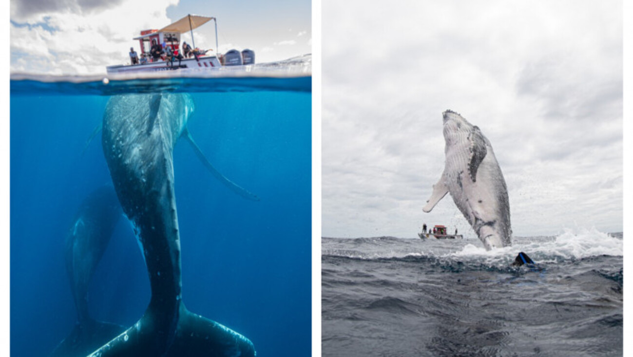 O balenă uriașă a urmărit zeci de minute turiștii dintr-o barcă. Ce a făcut pe parcursul călătoriei