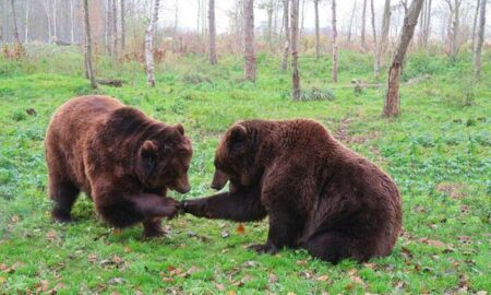 Urșii au apărut și în Iași. Aceștia fug din pădure și migrează spre orașe. Cum s-au descoperit urmele de urs