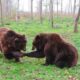 Ursoaică împușcată în Harghita. Animalul fusese lovit de o mașină