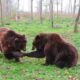 Urșii au apărut și în Iași. Aceștia fug din pădure și migrează spre orașe. Cum s-au descoperit urmele de urs