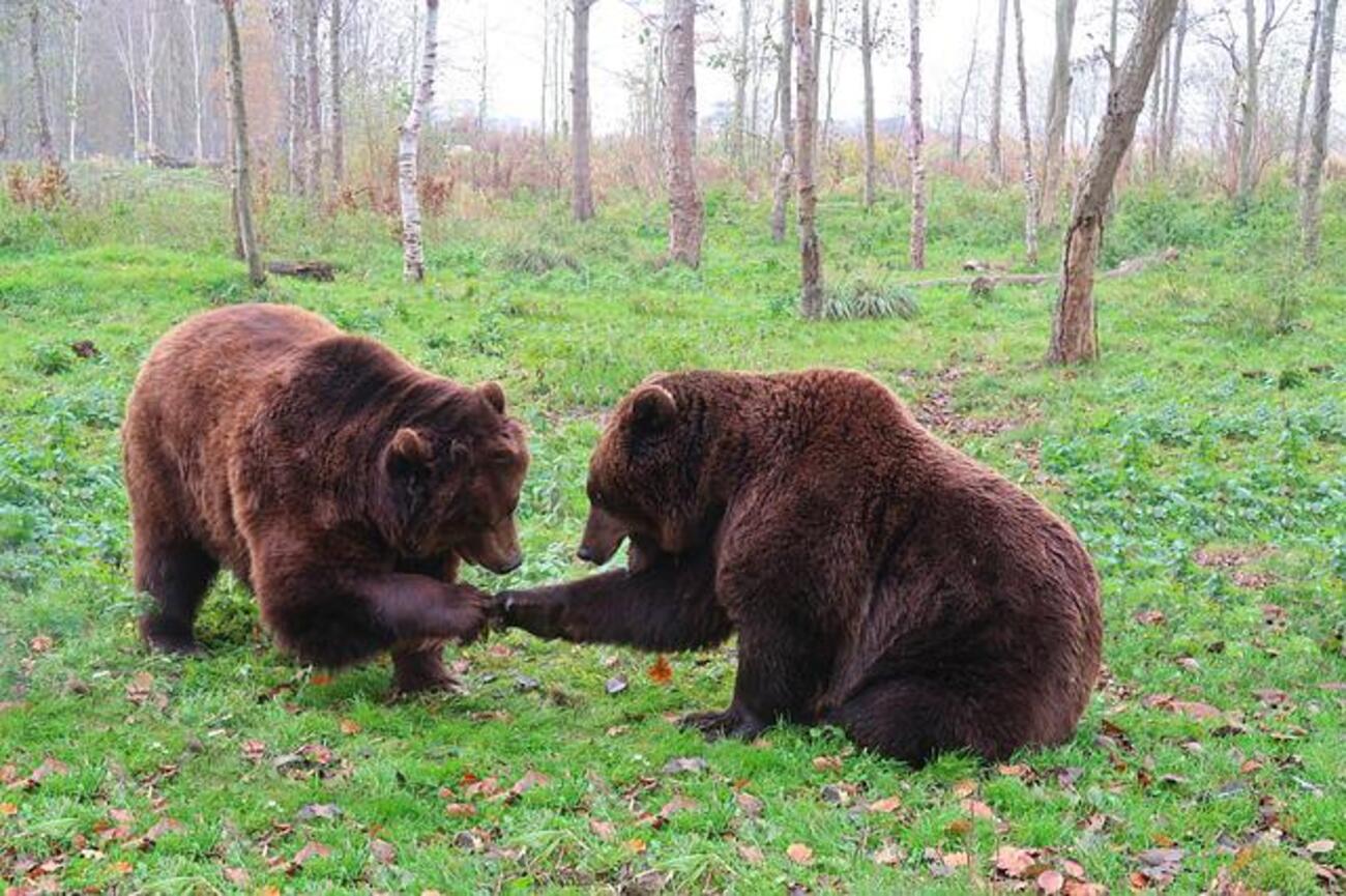 Ursoaică împușcată în Harghita. Animalul fusese lovit de o mașină