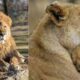 Rar se vede așa ceva! Ce „cadou” a oferit o leoaică de la Zoo Târgu Mureș copiilor de ziua lor