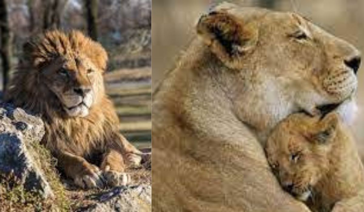 Rar se vede așa ceva! Ce „cadou” a oferit o leoaică de la Zoo Târgu Mureș copiilor de ziua lor