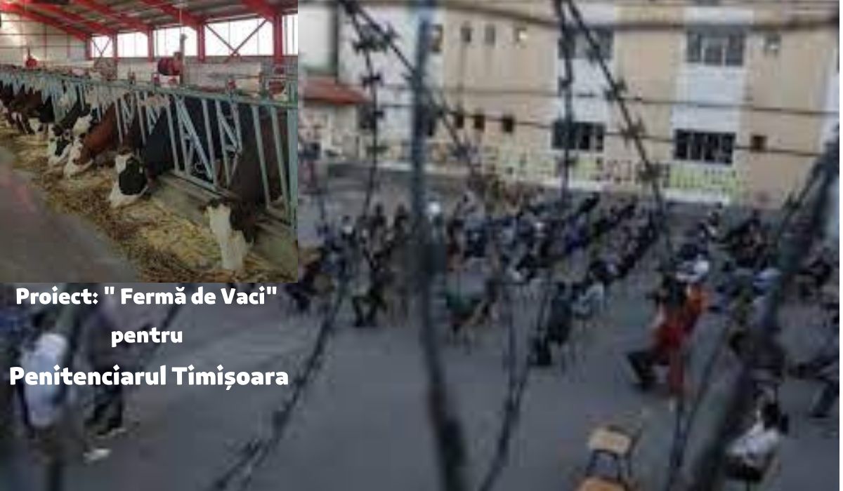 Penitenciarul Timișoara face o fermă de vaci de peste 1 milion de euro. Deținuții au un rol în afacerea asta