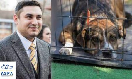 Prejudicii descoperite la ASPA – „instituția animalelor”. Primăria Capitalei a sesizat Parchetul, directorul a demisionat