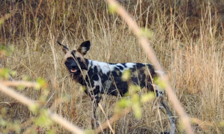 Incredibila călătorie a trei câini sălbatici africani. Au parcurs mii de kilometri cu un scop