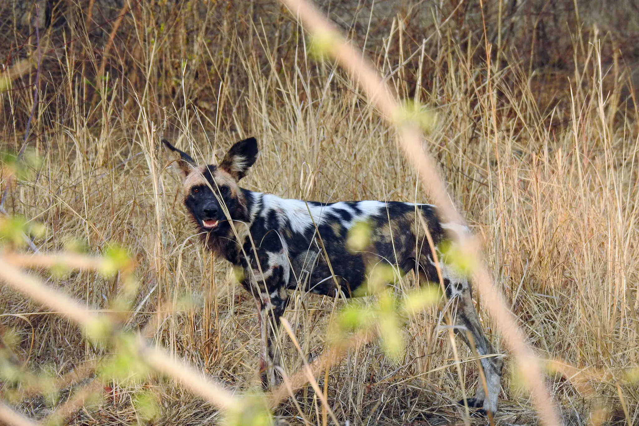 Incredibila călătorie a trei câini sălbatici africani. Au parcurs mii de kilometri cu un scop